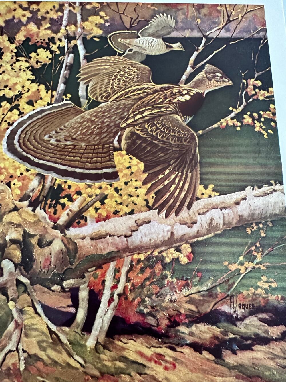 The Ruffed Grouse by Francis Lee Jaques Birds Wildlife Art Print ~ 260509-WH 173